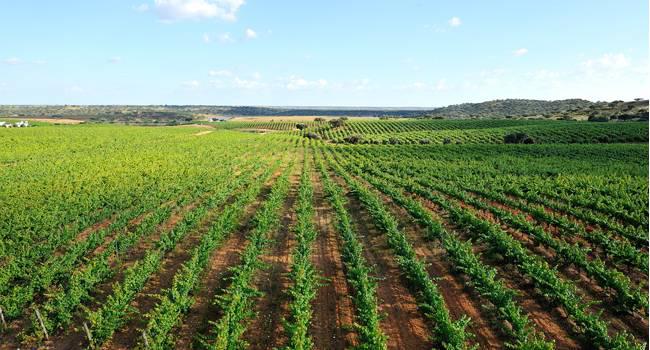 alentejo2 https://www.vibiwines.com/wp-content/uploads/2020/05/alentejo2.jpg